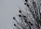 Yellow-headed Blackbird (220)