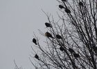 Yellow-headed Blackbird (222)
