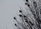 Yellow-headed Blackbird (223)