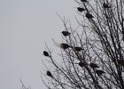 Yellow-headed Blackbird (224)