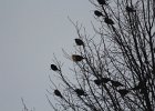Yellow-headed Blackbird (225)