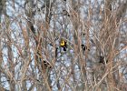 Yellow-headed Blackbird (23)