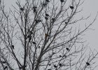 Yellow-headed Blackbird (239)