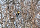 Yellow-headed Blackbird (24)
