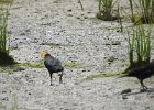 Yellow-headed Blackbird (241)