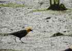 Yellow-headed Blackbird (242)