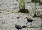 Yellow-headed Blackbird (243)