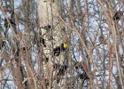 Yellow-headed Blackbird (25)