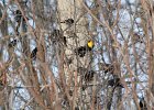 Yellow-headed Blackbird (26)