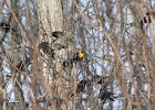 Yellow-headed Blackbird (27)