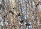 Yellow-headed Blackbird (28)