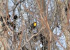 Yellow-headed Blackbird (29)