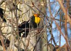 Yellow-headed Blackbird (3)