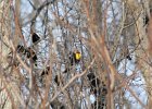 Yellow-headed Blackbird (30)