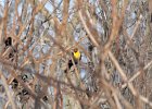 Yellow-headed Blackbird (32)