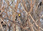 Yellow-headed Blackbird (33)