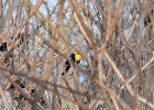 Yellow-headed Blackbird (34)