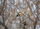 Yellow-headed Blackbird (35)