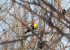 Yellow-headed Blackbird (36)