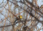 Yellow-headed Blackbird (37)
