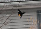 Yellow-headed Blackbird (43)