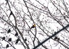 Yellow-headed Blackbird (45)