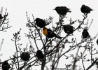 Yellow-headed Blackbird (47)