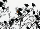Yellow-headed Blackbird (48)