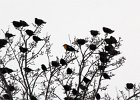 Yellow-headed Blackbird (49)