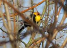 Yellow-headed Blackbird (5)