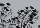 Yellow-headed Blackbird (50)