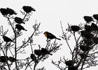 Yellow-headed Blackbird (51)
