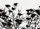 Yellow-headed Blackbird (52)