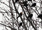 Yellow-headed Blackbird (53)
