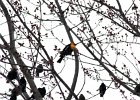 Yellow-headed Blackbird (54)