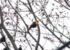 Yellow-headed Blackbird (55)