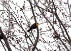 Yellow-headed Blackbird (56)