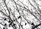 Yellow-headed Blackbird (63)
