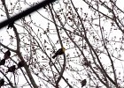 Yellow-headed Blackbird (65)