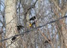 Yellow-headed Blackbird (7)