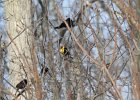Yellow-headed Blackbird (8)
