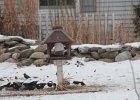 Yellow-headed Blackbird (99)