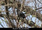 080 - 928 Rusty Blackbird