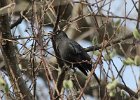 101Rusty Blackbird