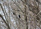 Rusty Blackbird (11)