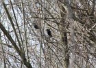 Rusty Blackbird (12)