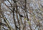 Rusty Blackbird (13)