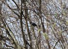 Rusty Blackbird (14)
