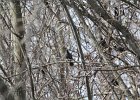 Rusty Blackbird (15)