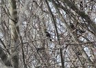 Rusty Blackbird (16)